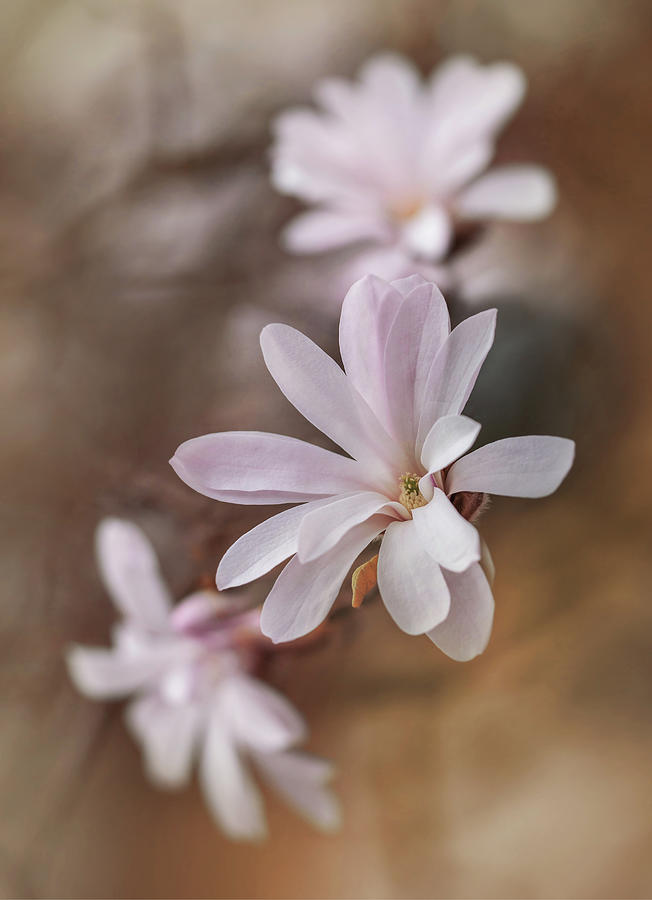 Light pink magnolia flowers Photograph by Jaroslaw Blaminsky
