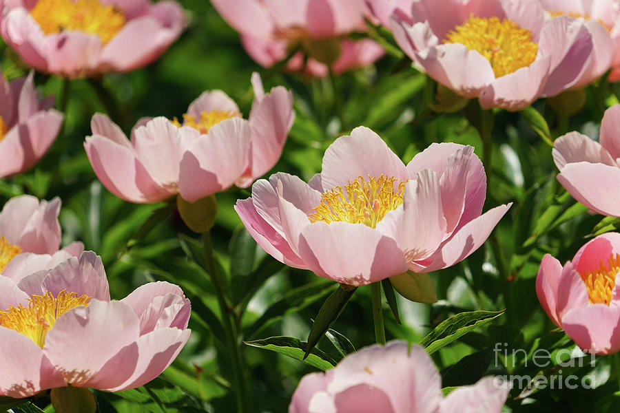 Spring Photograph - Light Pink Peonies in Sunlight by Rachel Cohen