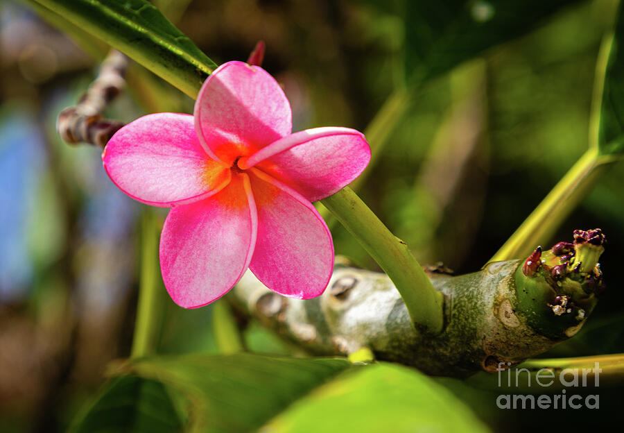 Light pink plumeria rubra Photograph by Lyl Dil Creations