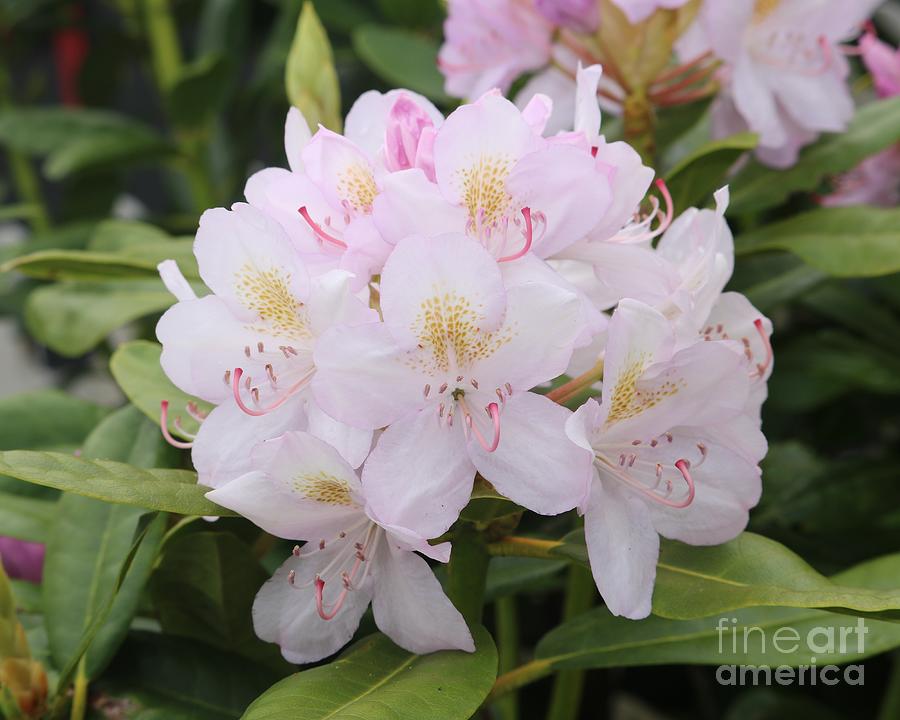 Light Pink Rhododendron Photograph by Carol Groenen