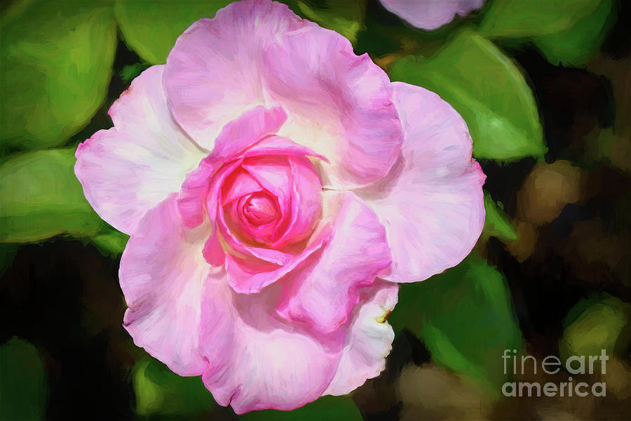 Light Pink Rose Photograph by Diana Mary Sharpton