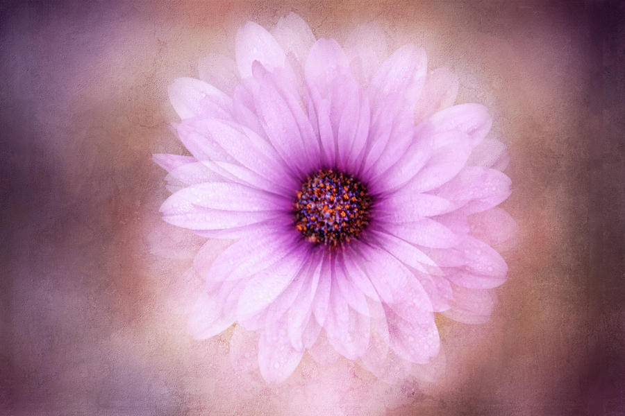 Light Purple Daisy Digital Art by Terry Davis