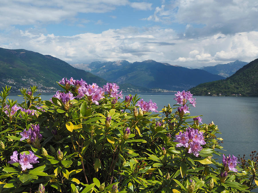 Light Purple Rhododendrons On Lake Maggiore, Northern Italy Photograph by Federica Grassi