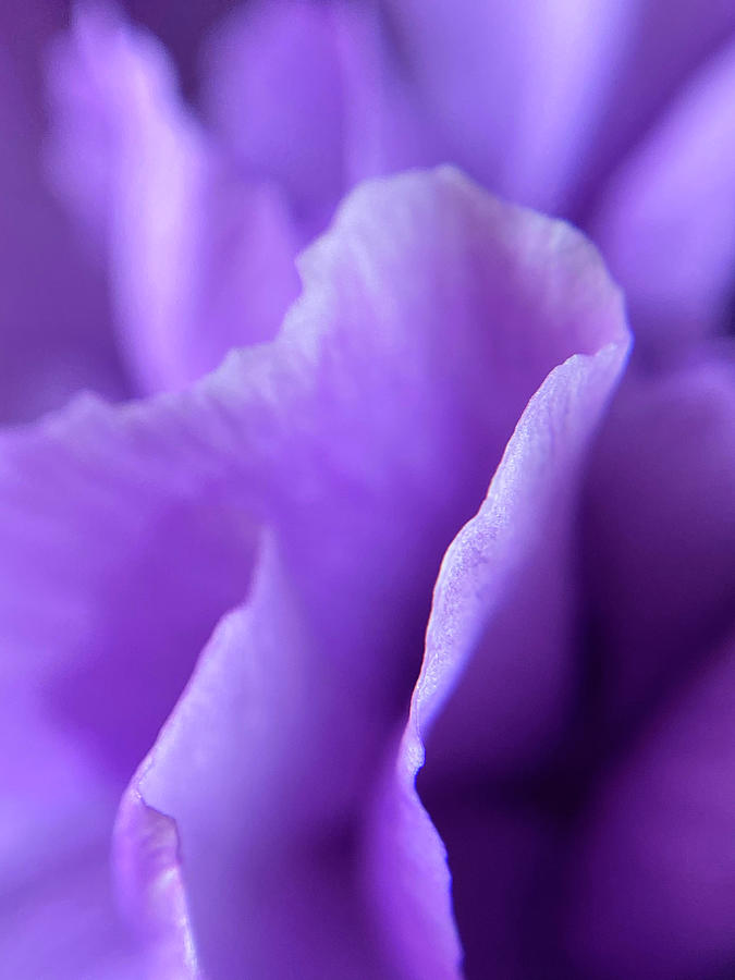 Flower Photograph - Light Purple Series II by Bloomin Blumen Flower Photograph - Light Purple Series II by Bloomin Blumen