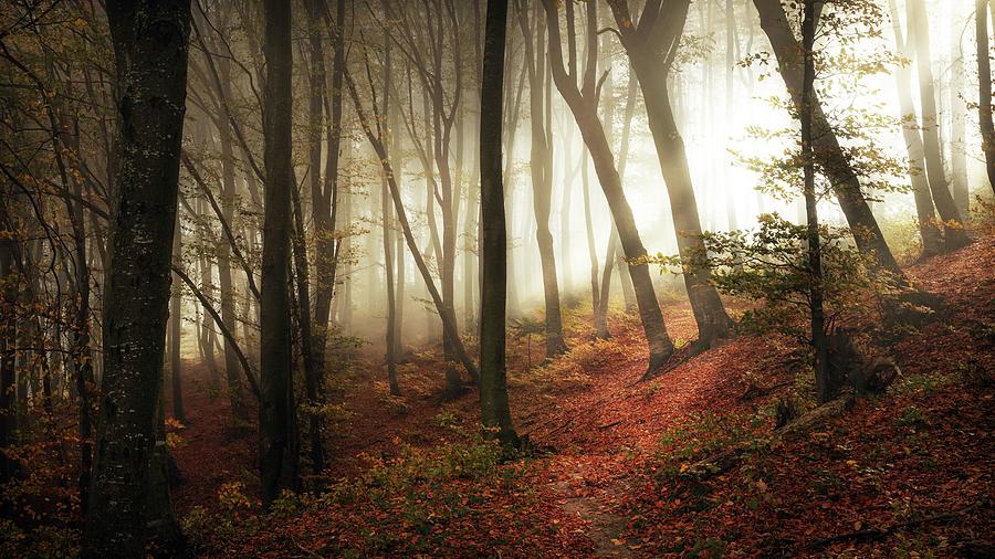 Light rays in the forest Photograph by Toma Bonciu