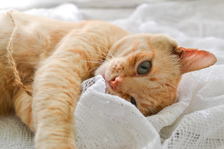 Cat Photograph - Light red cat on a white blanket, light from the window. A cute ginger cat lies under a white blanket on the windowsill, on the bed. by Anastasiia Kulikovska