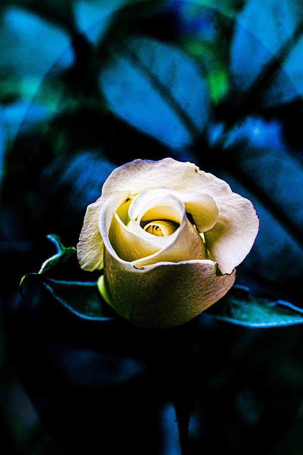Light Rose, Blue Leaves Photograph by W Craig Photography