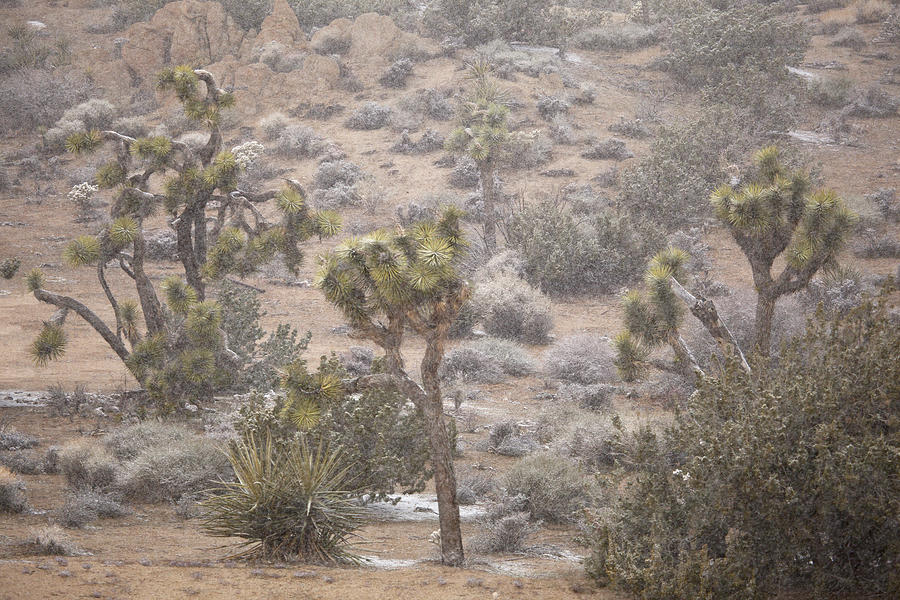 Light snow dusting on Joshua Trees and other desert plants on a hillside as snow continues to fall Photograph by Timothy Hearsum