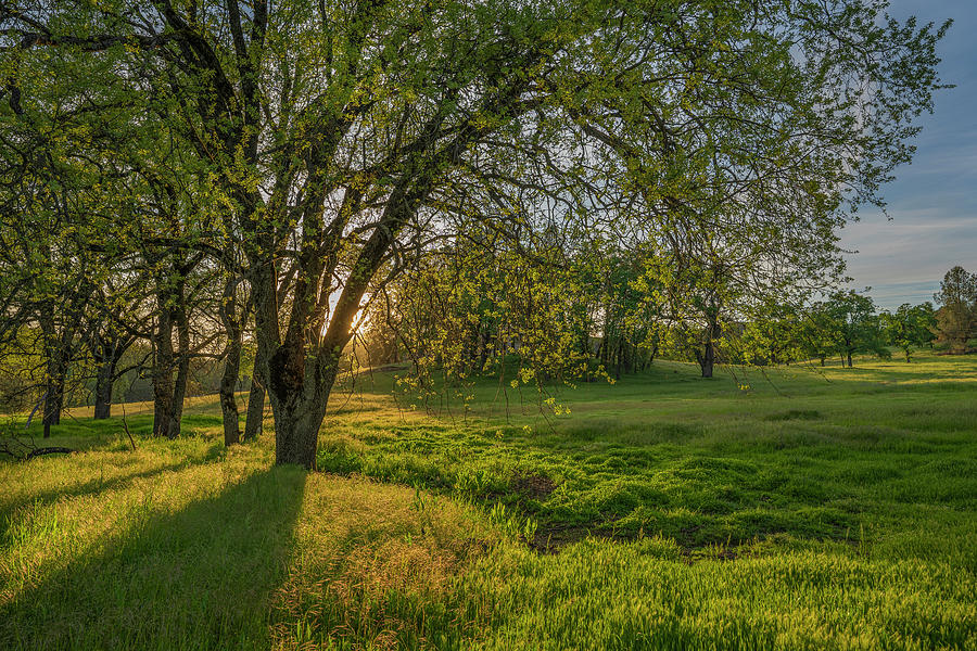 Sunset Photograph - Light Soaked Oaks by Jonathan Hansen Sunset Photograph - Light Soaked Oaks by Jonathan Hansen