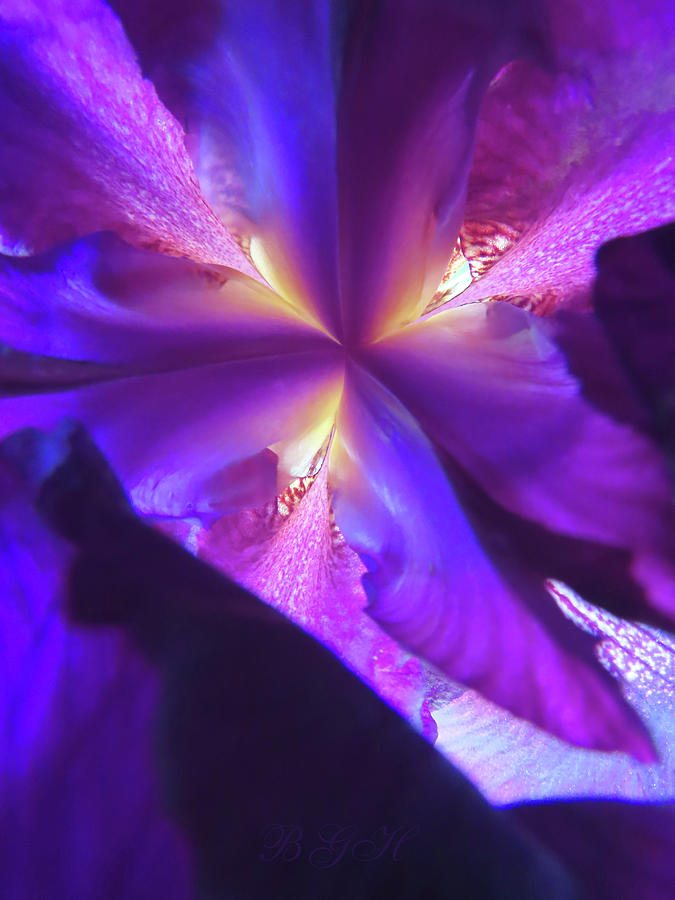 Iris Photograph - Lighten Up Purple Iris - Floral Photographic Art - Purple Flowers - Iris by Brooks Garten Hauschild