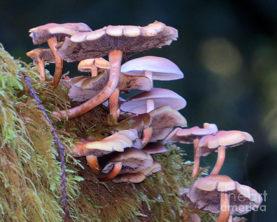 Light-spored Gilled Mushrooms Photograph by Linda Vanoudenhaegen
