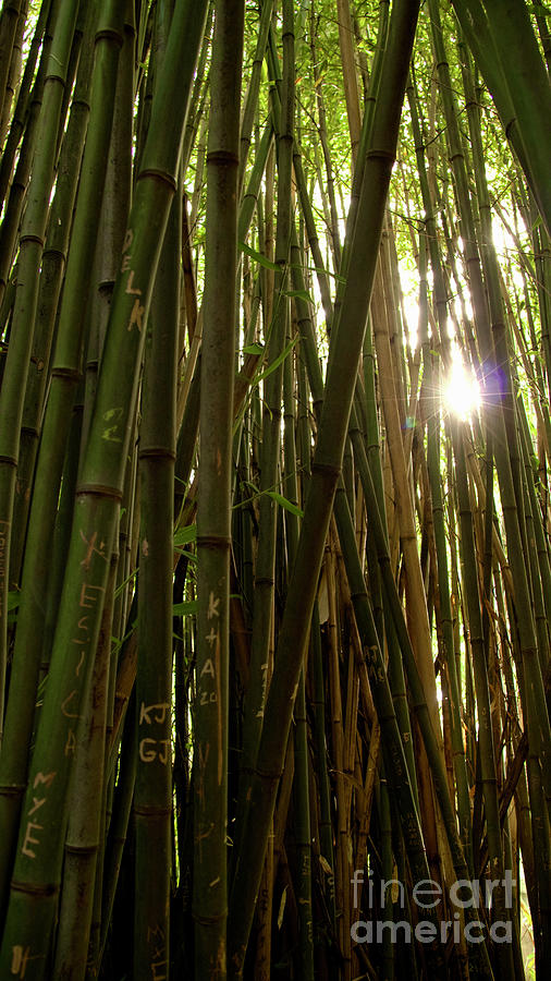Light Through Bamboo Photograph by Amy Curtis