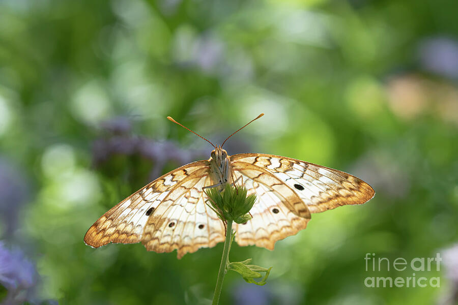 Butterfly Photograph - Light through a butterflies wings  by Ruth Jolly