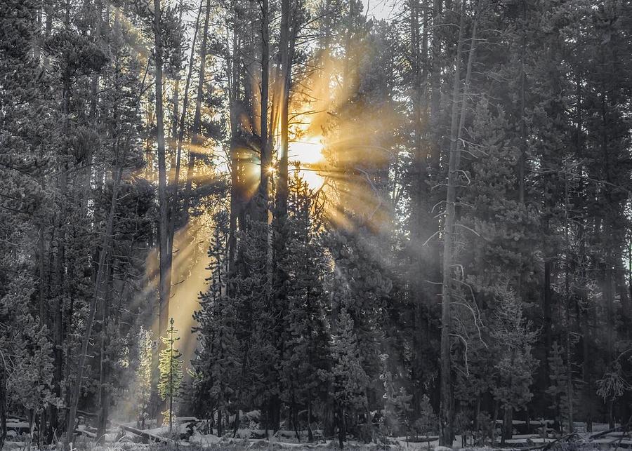 Yellowstone National Park Photograph - Light through the forest by Ashley Noble