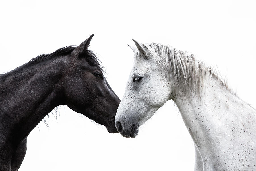 Light to your Dark - Horse Art Photograph by Lisa Saint
