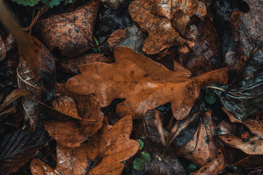 Light touch of the autumn season Photograph by Vaclav Sonnek