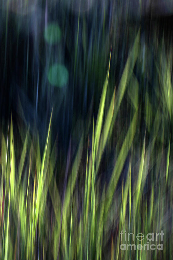 Light touching the grass Photograph by Marcy Ford