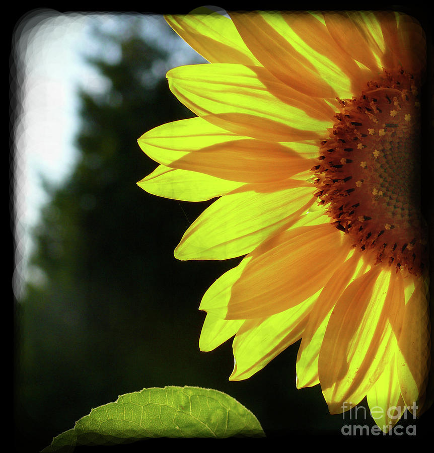 Light Up My Day Sunflower Photograph by Maria Janicki