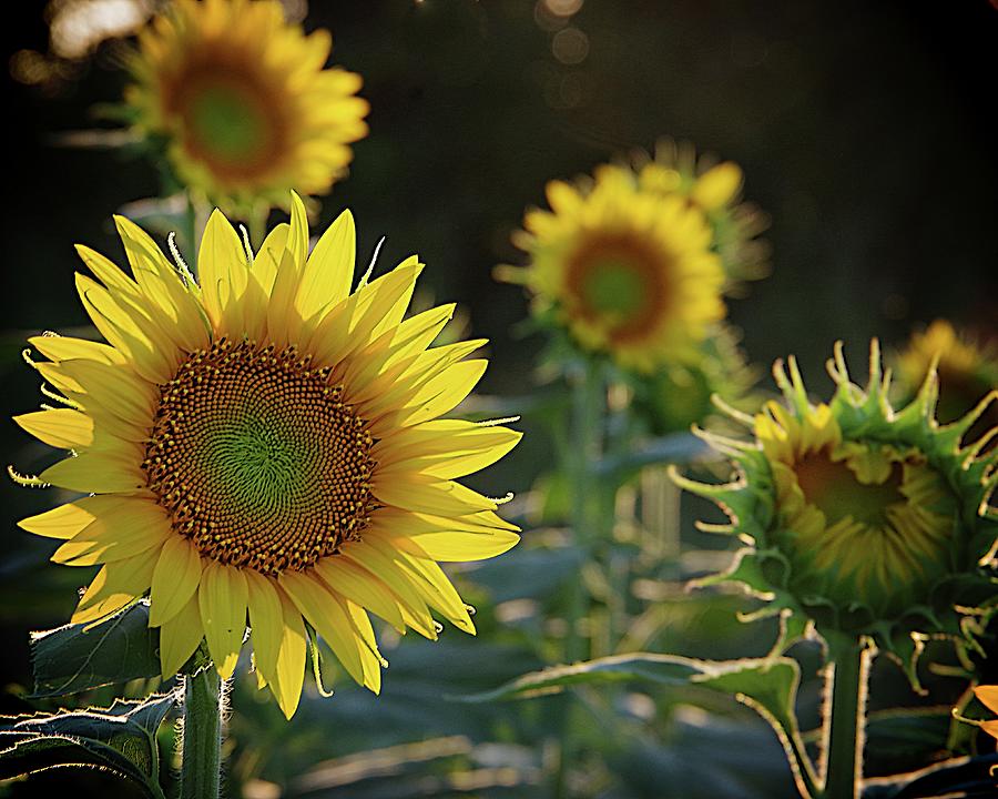 Light Versus Dark in a Sunflower Field Photograph by Karen McKenzie ...