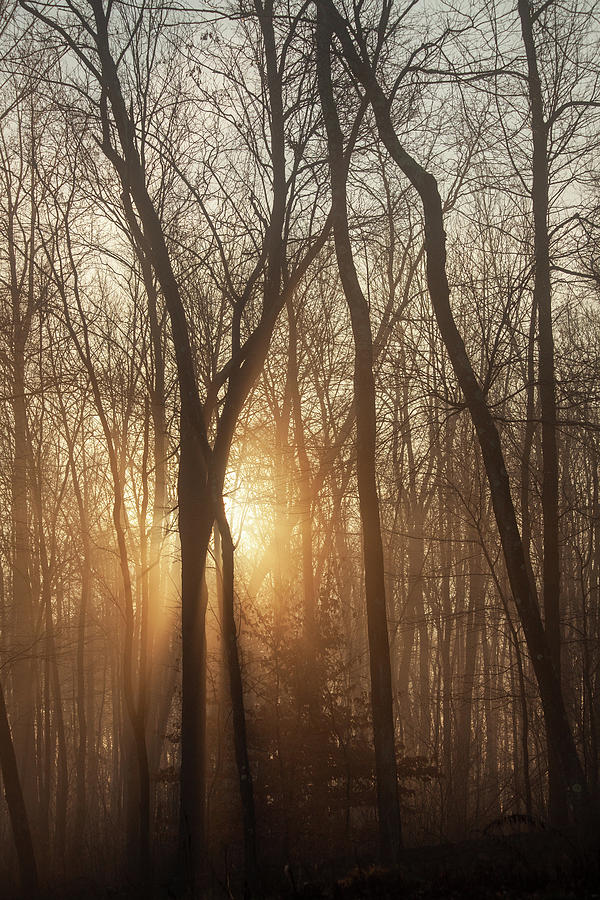 Light Within The Forest Photograph by Karol Livote