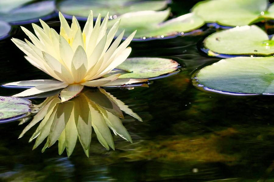Light Yellow Water Lily Photograph by Carol Montoya
