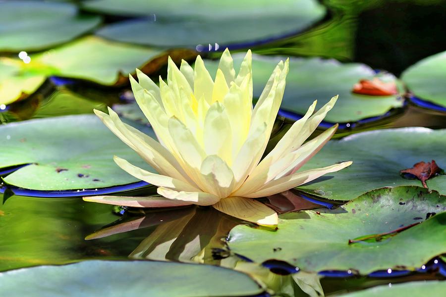 Light Yellow Water Lily Surrounded By Lily Pads Photograph by Carol Montoya