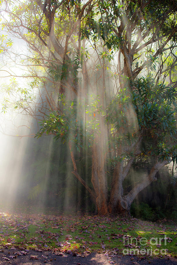 Fall Photograph - Lightbeams through tree by Sheila Smart Fine Art Photography