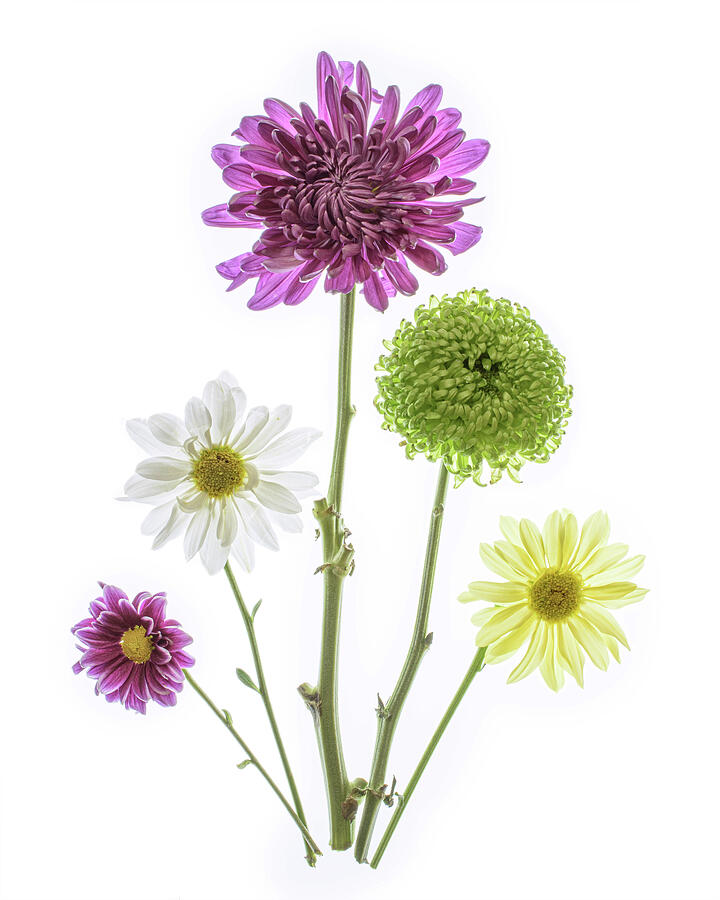 Lightbox Flowers Photograph by Sandi Kroll Fine Art America