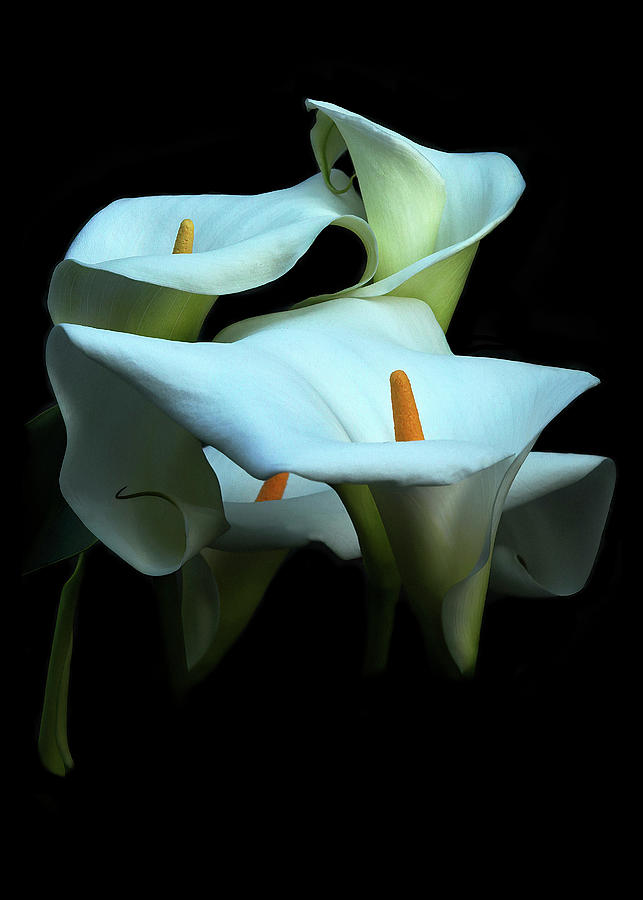 Lighted Beauties Photograph by Peggy Kahan