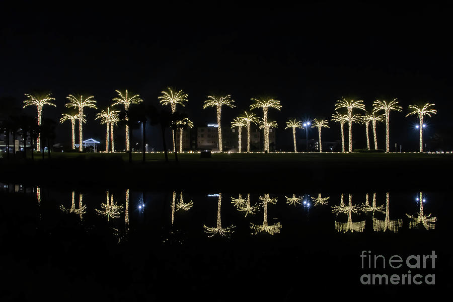 Lighted Palms at Night Photograph by Tom Claud