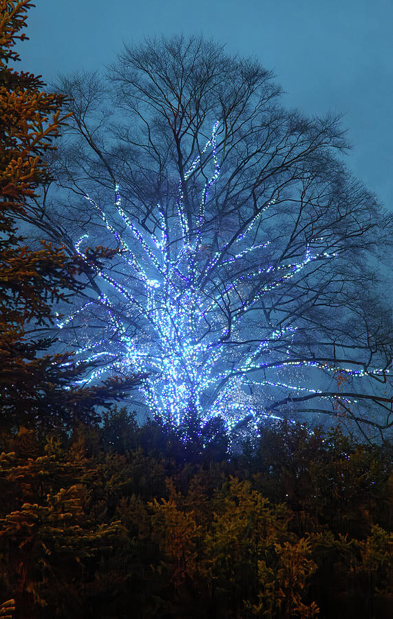 Lighted Tree Photograph by Sally Weigand