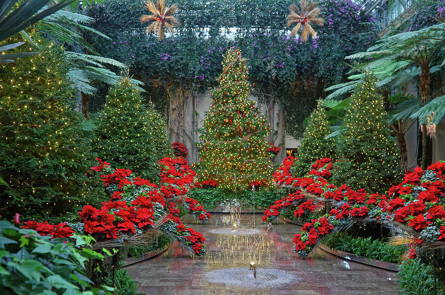 Lighted Trees and Poinsettias Photograph by Sally Weigand