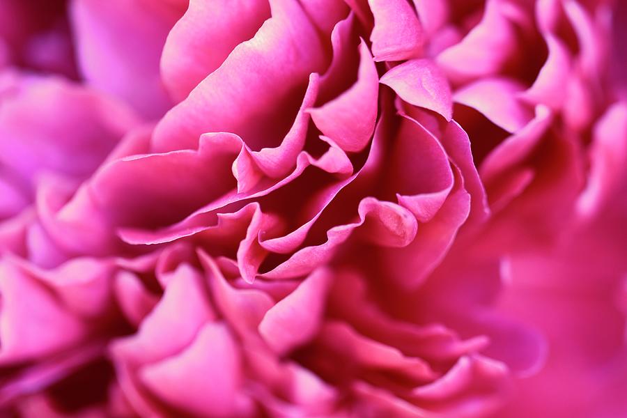 Lighter shade of pink Photograph by Deb Swaney-Jones - Fine Art America