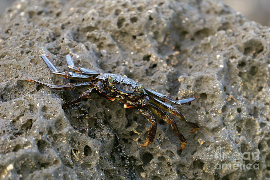 Animal Photograph - Lightfoot Crab Close-up by Nancy Gleason