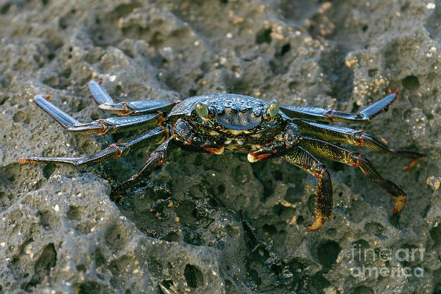 Animal Photograph - Lightfoot Crab in Evening Sunlight by Nancy Gleason