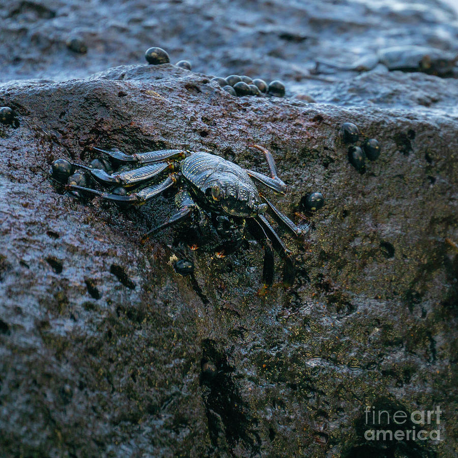 Animal Photograph - Lightfoot Crab on Kauais Rocky Shore by Nancy Gleason