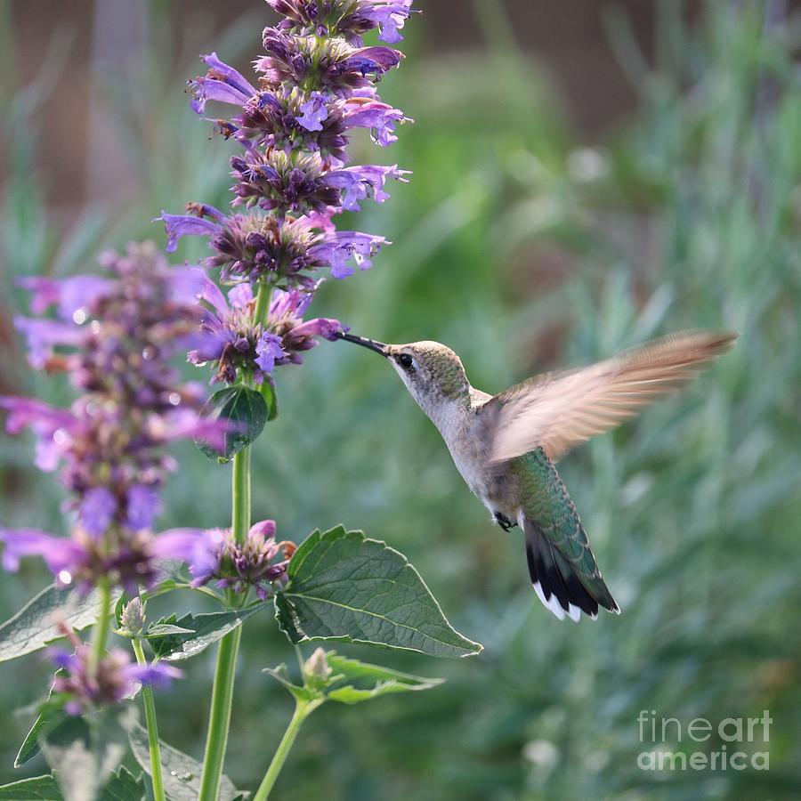 Lighthearted Hummingbird Photograph by Carol Groenen