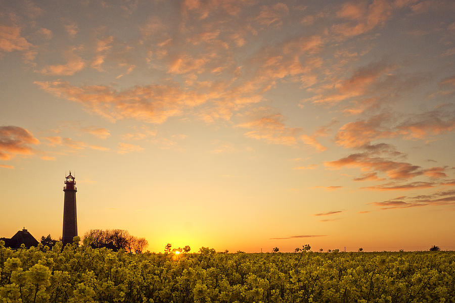 Lighthouse And Rape Field Sunset Photograph by Bernd Schunack