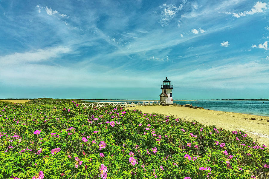 Lighthouse Roses Digital Art By Sam Hill Fine Art America