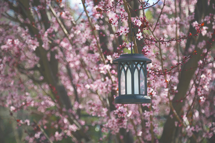 Lighting up My Spring Photograph by Laurie Search Lighting up My Spring Photograph by Laurie Search