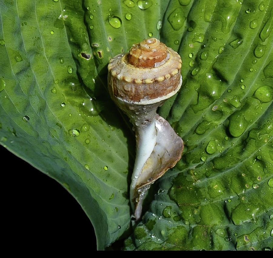 Lighting welk shell on hosta leaf Photograph by Bruce Carpenter