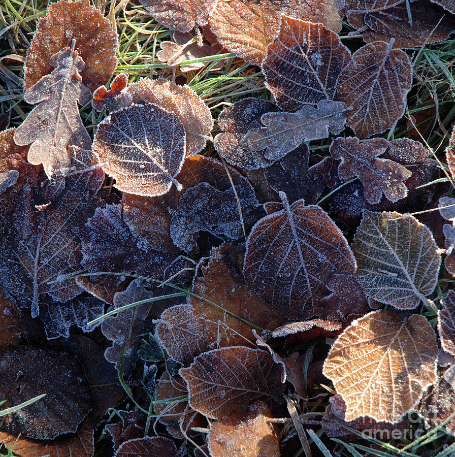 Lightly frosted leaves Photograph by Phil Banks
