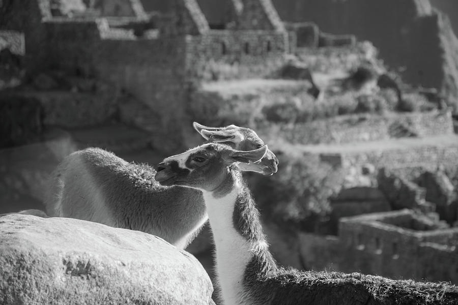 Goats Photograph - Lightness of Being-0003 by Danielle Zaugg