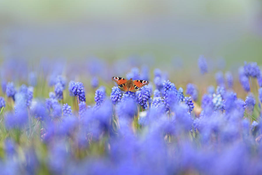 Lightness of Being - In the Ocean of Muscari Photograph by Jenny Rainbow