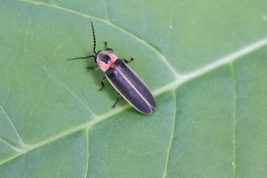 Lightning Bug Photograph by Callen Harty - Pixels