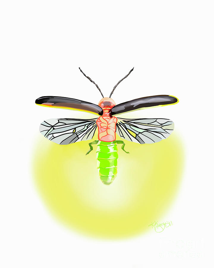 Lightning bug white background Digital Art by Kim Kunze - Fine Art America