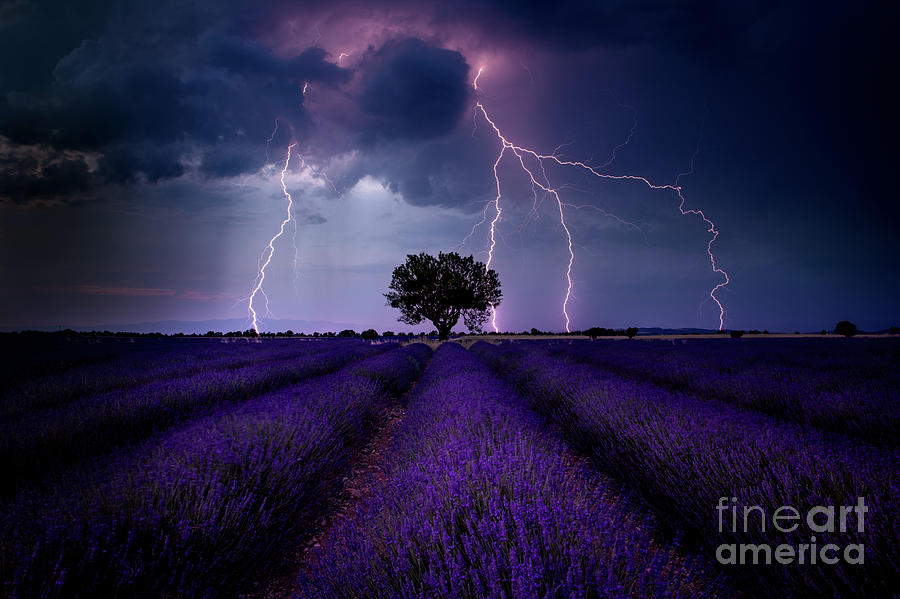 Lightning Lavender Photograph by Tim Shields