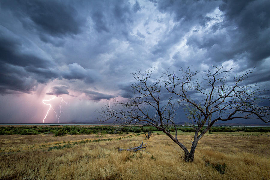 Lightning Strike with Tree Photograph by Wesley Aston