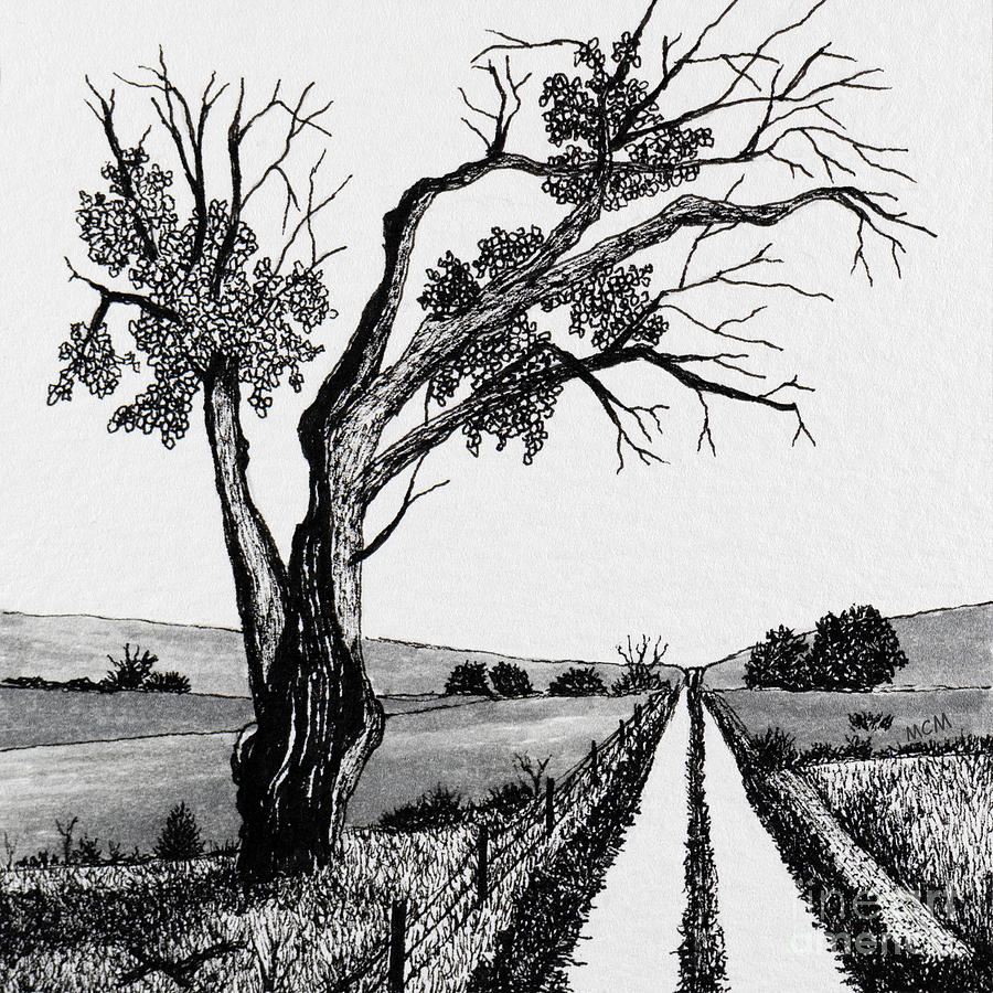 Lightning Tree Kansas Drawing by Garry McMichael