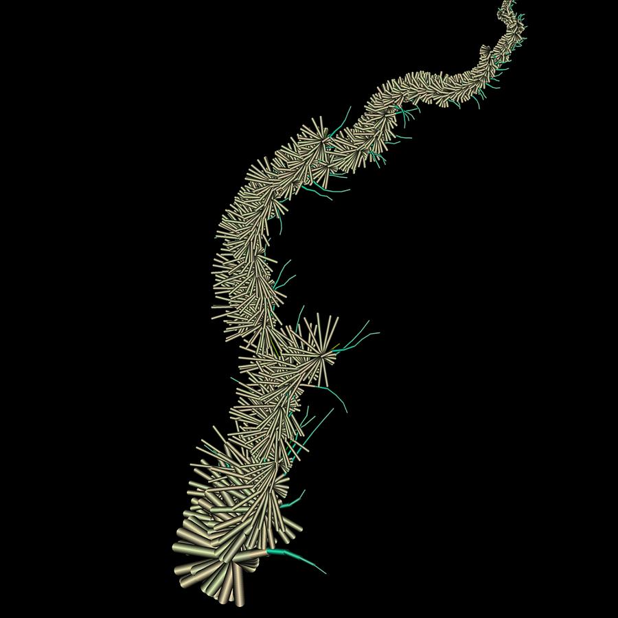 Lightning tree pattern. 110 Digital Art by Master Forester - Fine Art ...